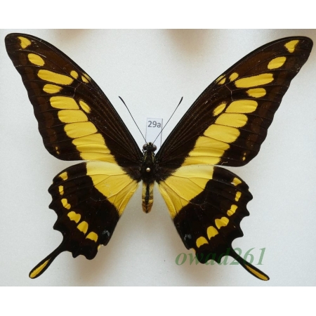 Papilio thoas cinyras Ménétriés, 1857 Peru 112mm29a